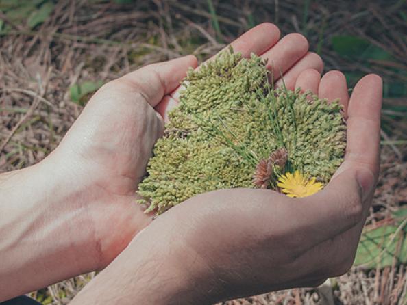 Sostenibilidad medio ambiente