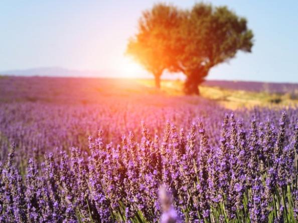 Ruta Movento: un verano en La Provenza francesa