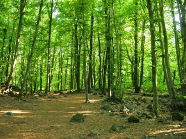 Ruta Movento: Viaje gastronómico por el norte de Catalunya